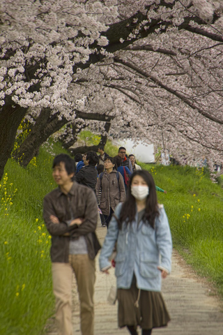 Illustration for article titled Random Walk Around My Place #2: Sakura Edition